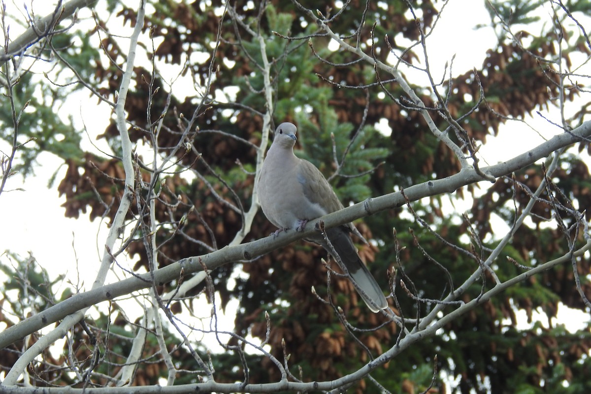 Eurasian Collared-Dove - Nicola Finch