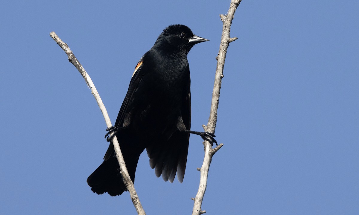 Red-winged Blackbird - Ben Loehnen