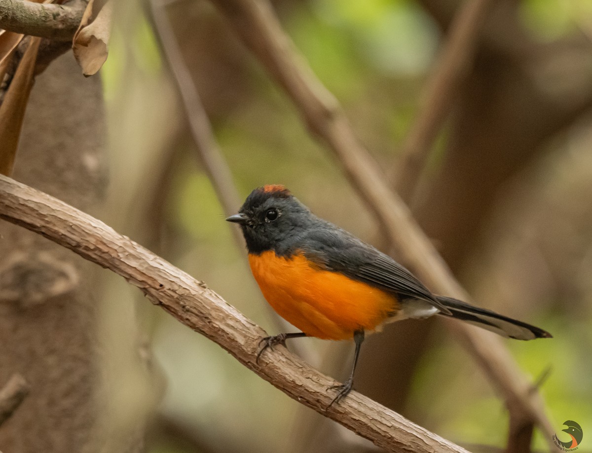 Slate-throated Redstart - David Rodríguez Arias