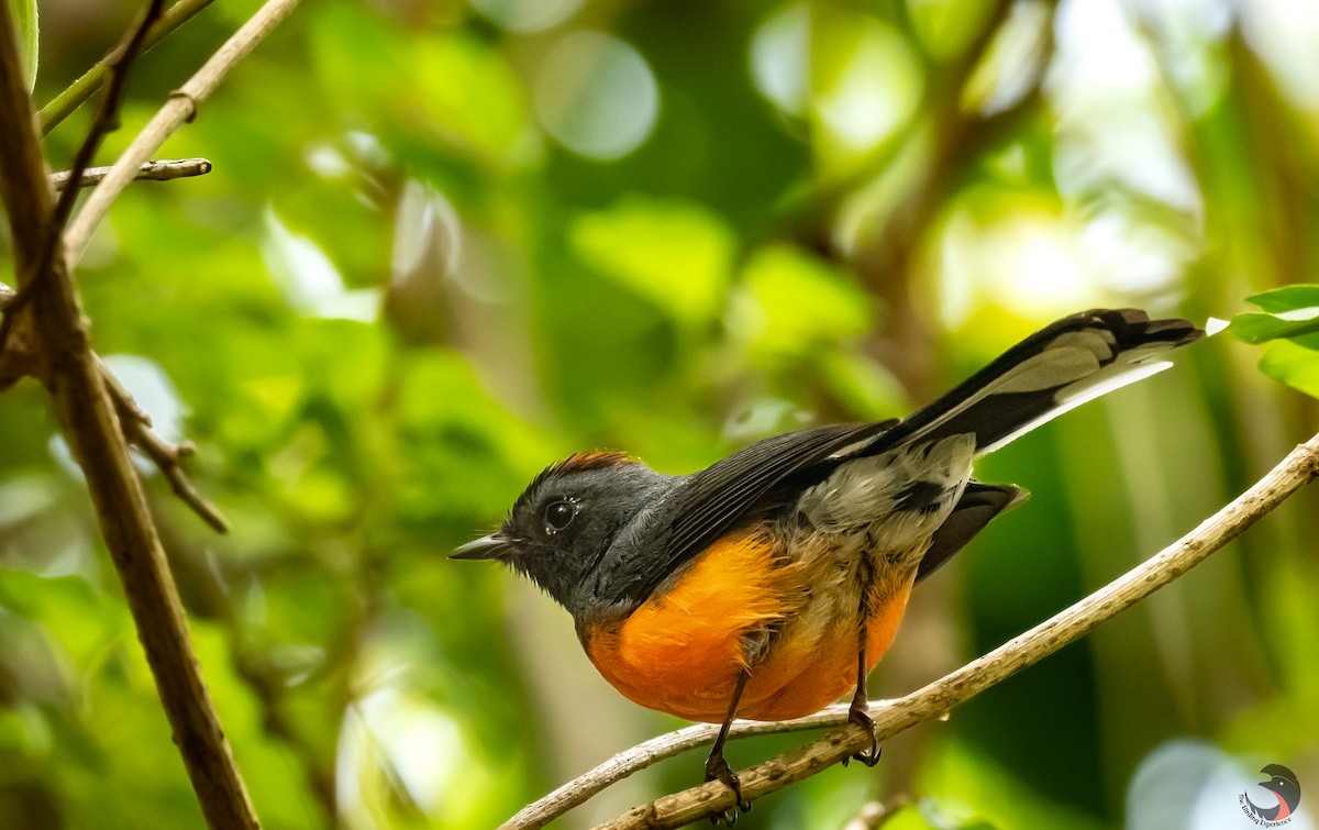 Slate-throated Redstart - David Rodríguez Arias