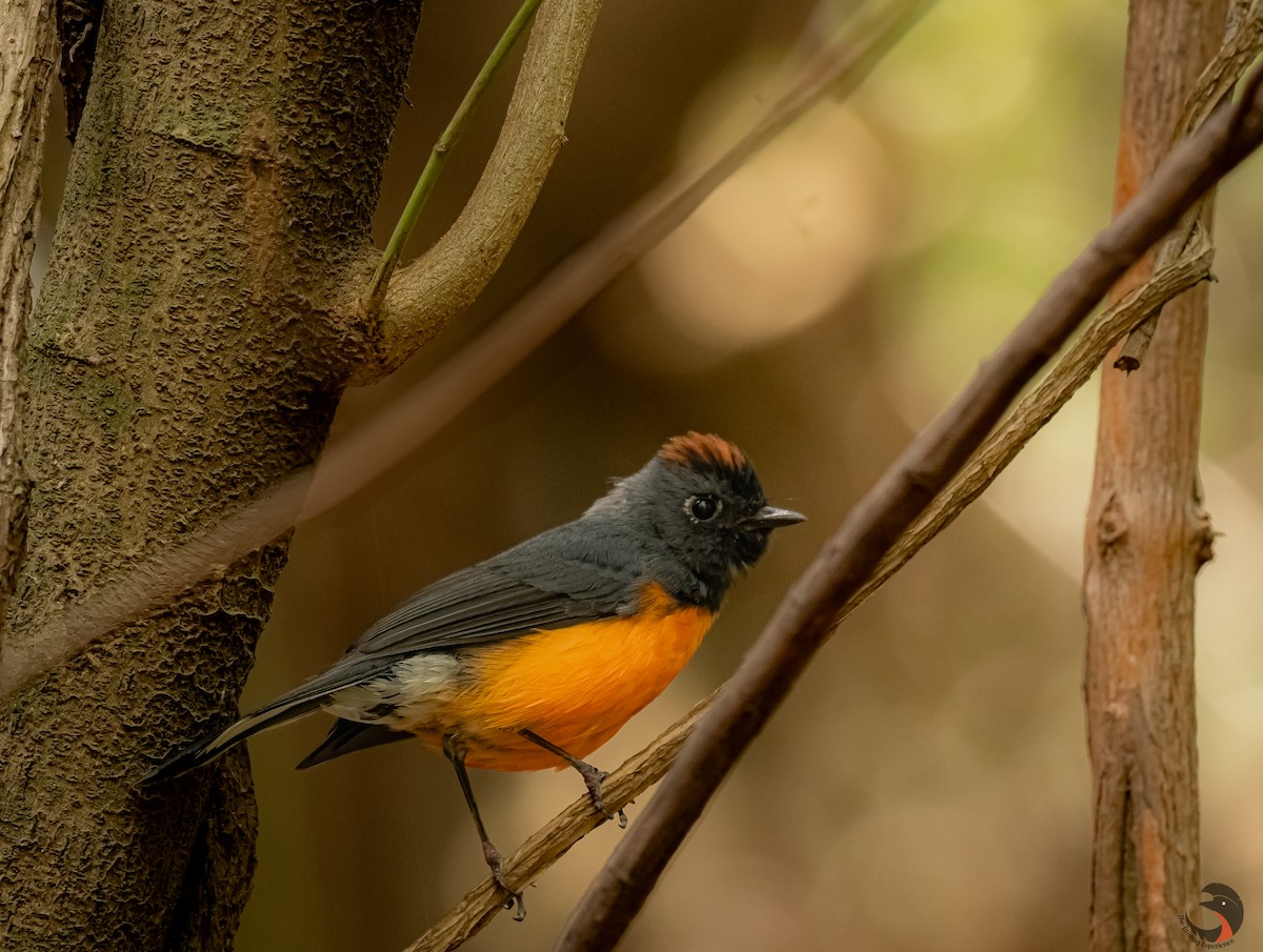 Slate-throated Redstart - David Rodríguez Arias