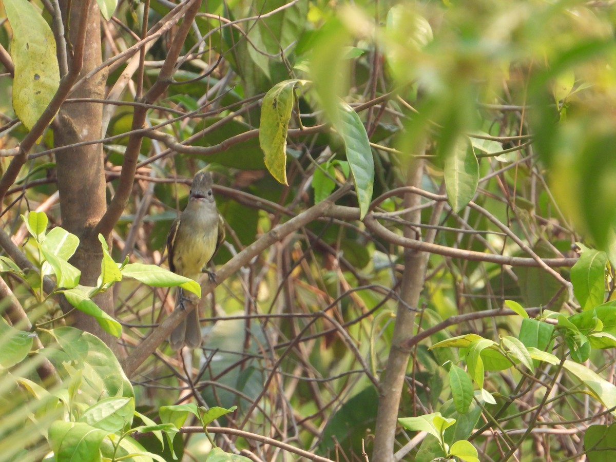 Yellow-bellied Elaenia - Joel Amaya (BirdwatchingRoatan.com)