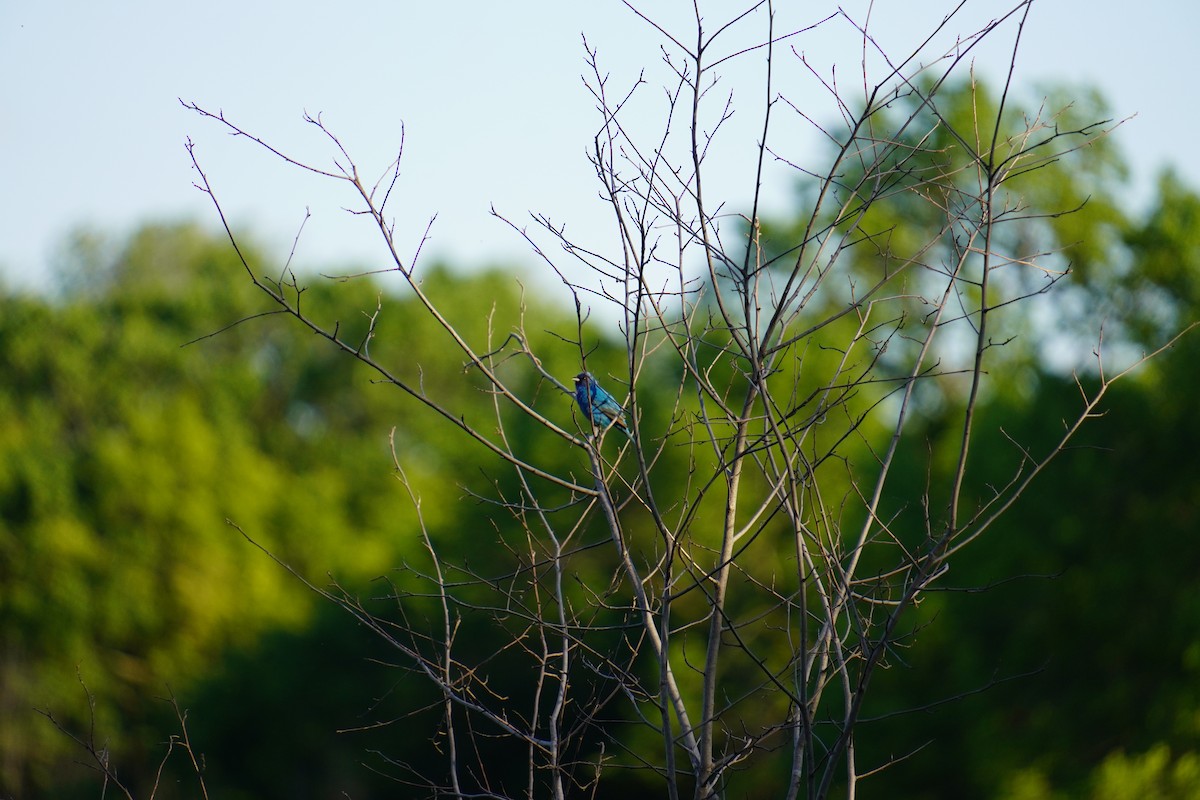 Indigo Bunting - ML619468167