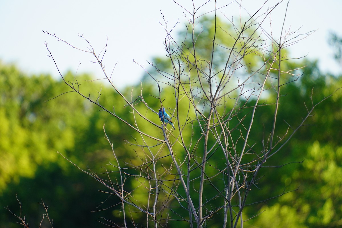 Indigo Bunting - ML619468168