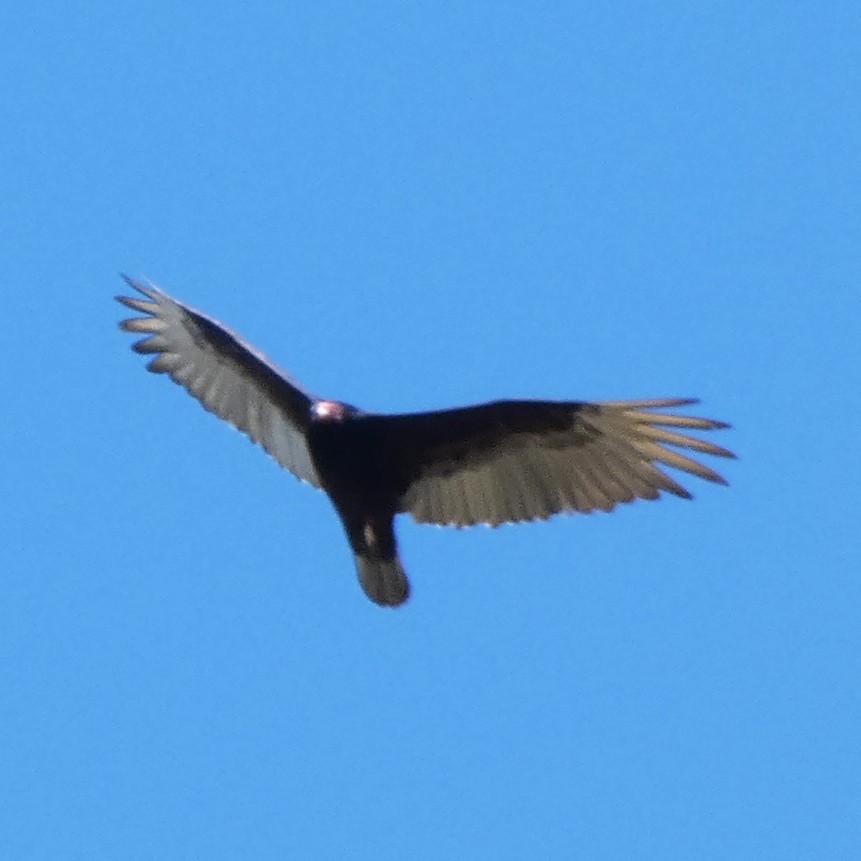 Turkey Vulture - C Fred Zeillemaker