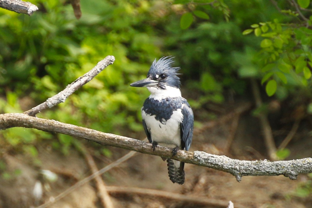 Belted Kingfisher - walter sliva