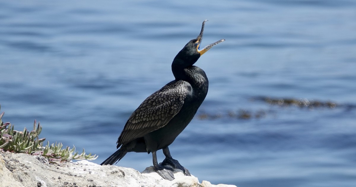 Cormoran à aigrettes - ML619468175