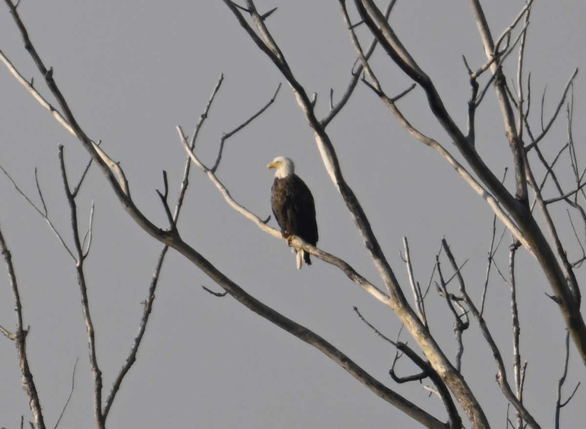 Bald Eagle - Nicolle and H-Boon Lee