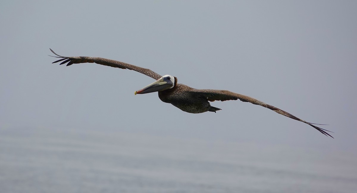 Brown Pelican - TK Birder