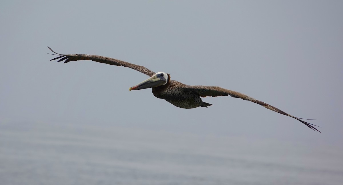 Brown Pelican - ML619468184