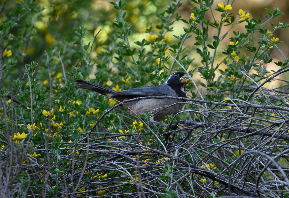 Golden-billed Saltator - Jose-Miguel Ponciano