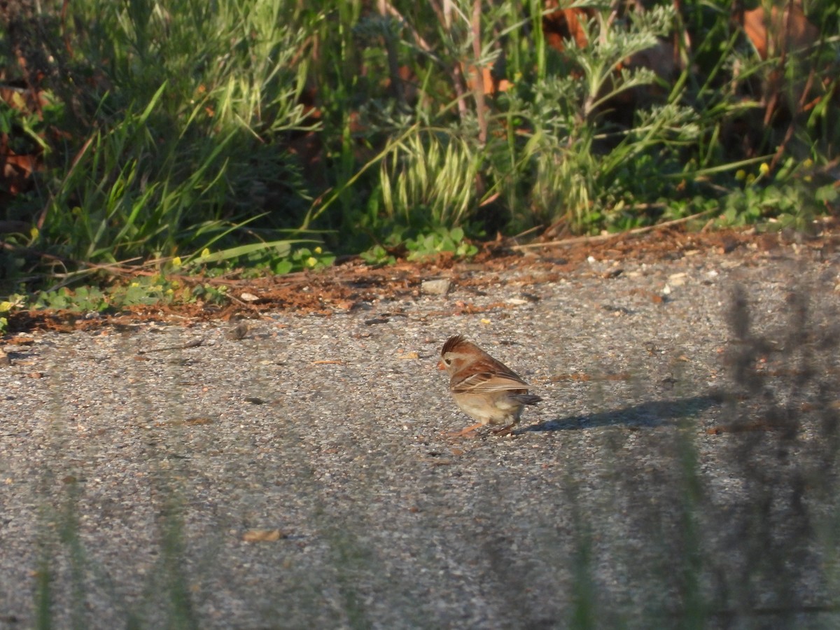 Field Sparrow - Sam Ivande