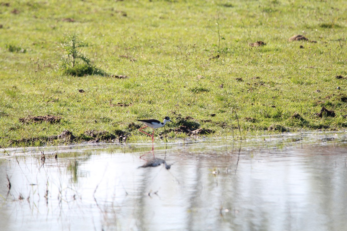 Black-necked Stilt - ML619468210