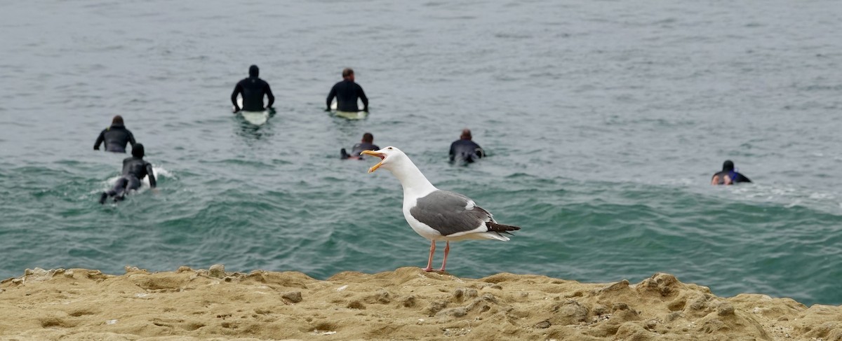 Western Gull - TK Birder