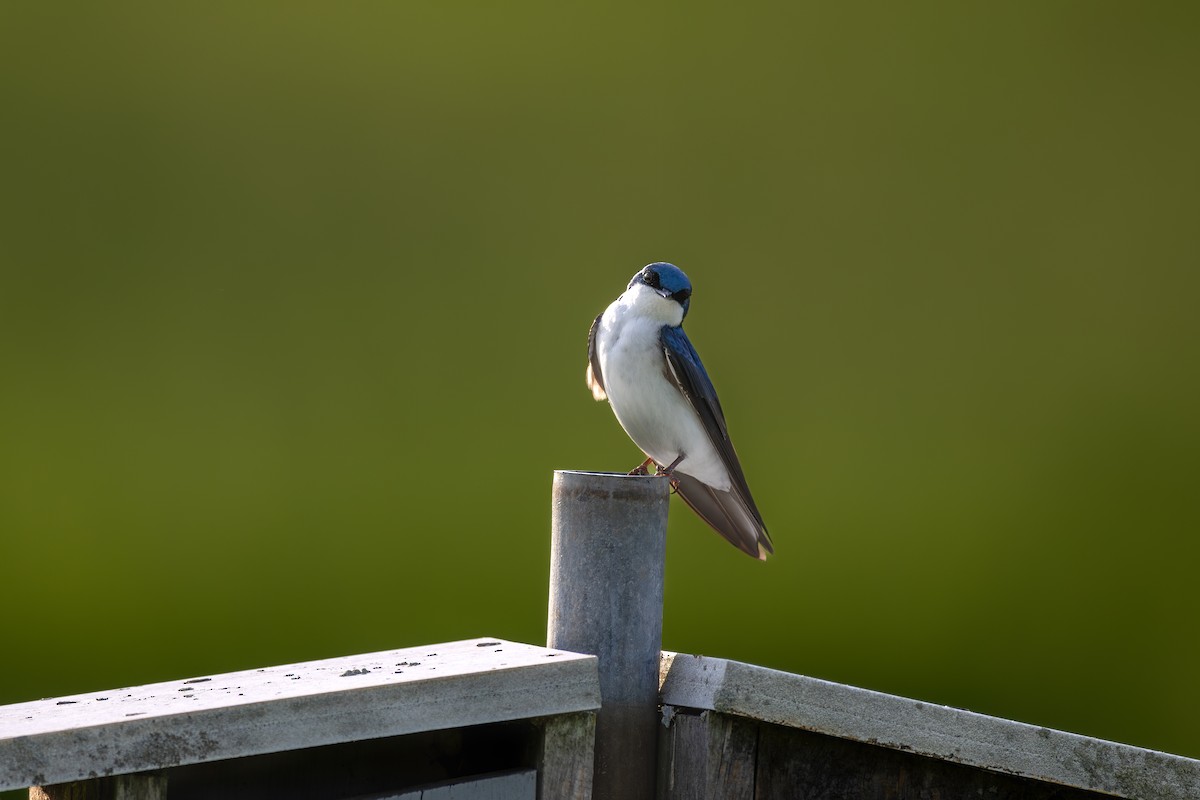 Tree Swallow - Billy Tran