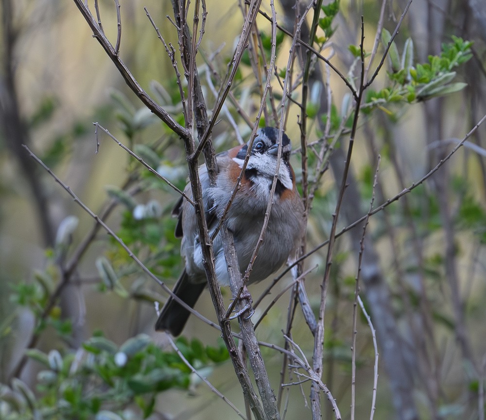 Rufous-collared Sparrow - Jose-Miguel Ponciano