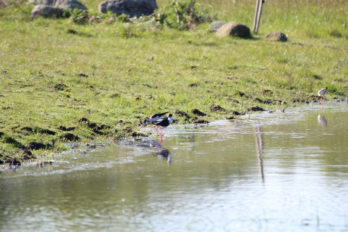 Black-necked Stilt - ML619468220