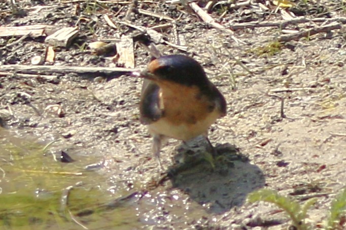 Barn Swallow - walter sliva