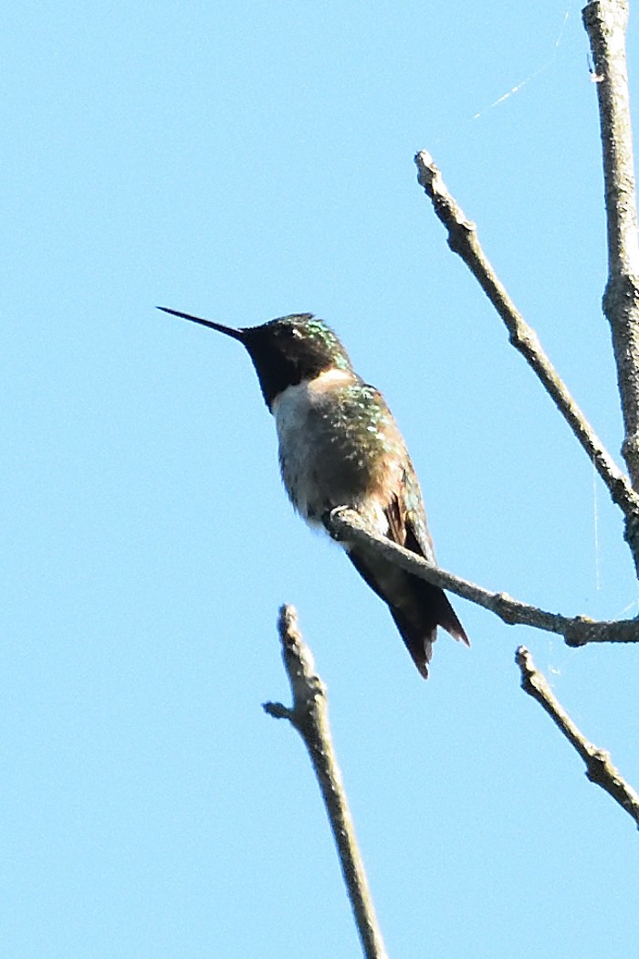 Ruby-throated Hummingbird - Dave DeReamus