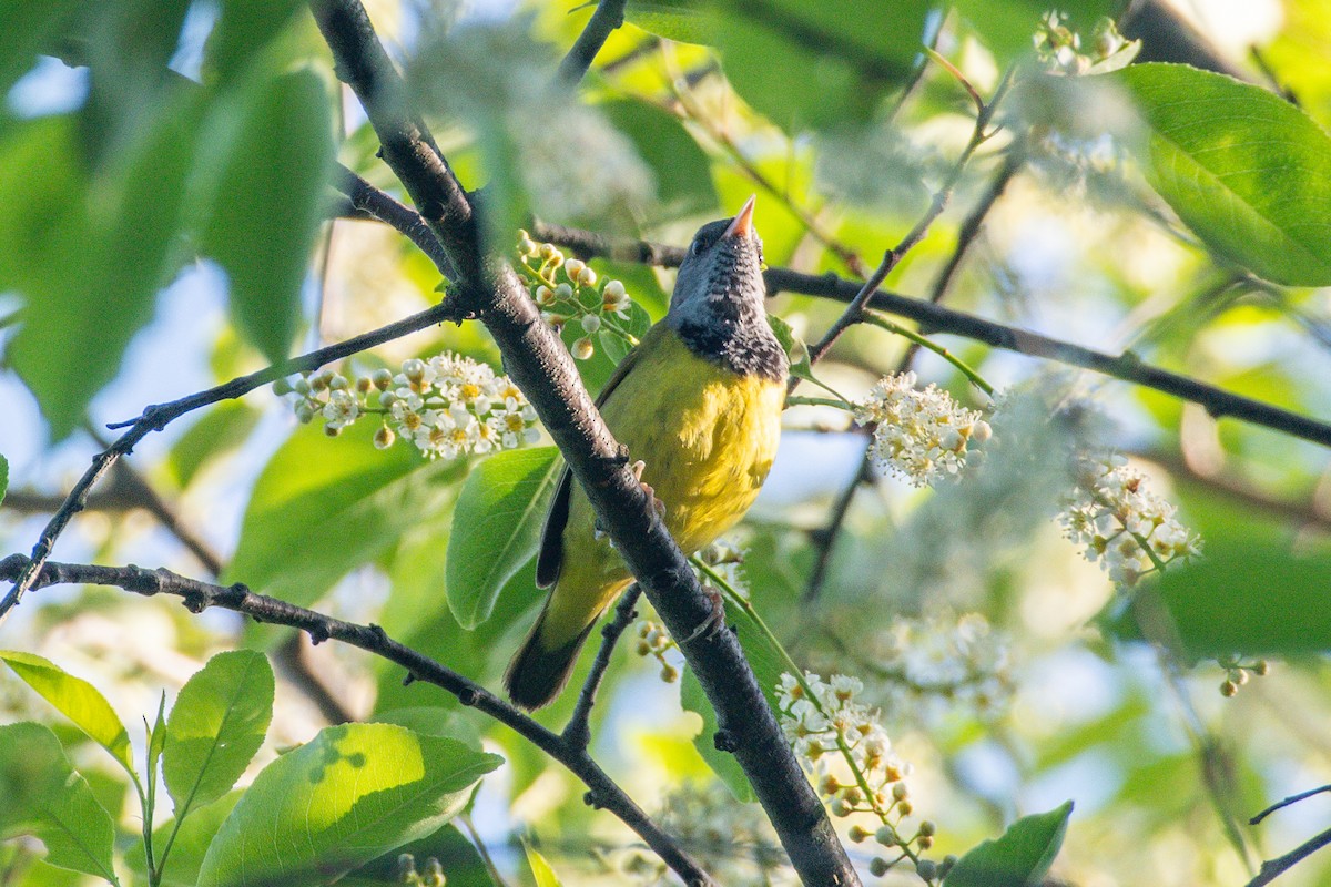 Mourning Warbler - Cody Limber