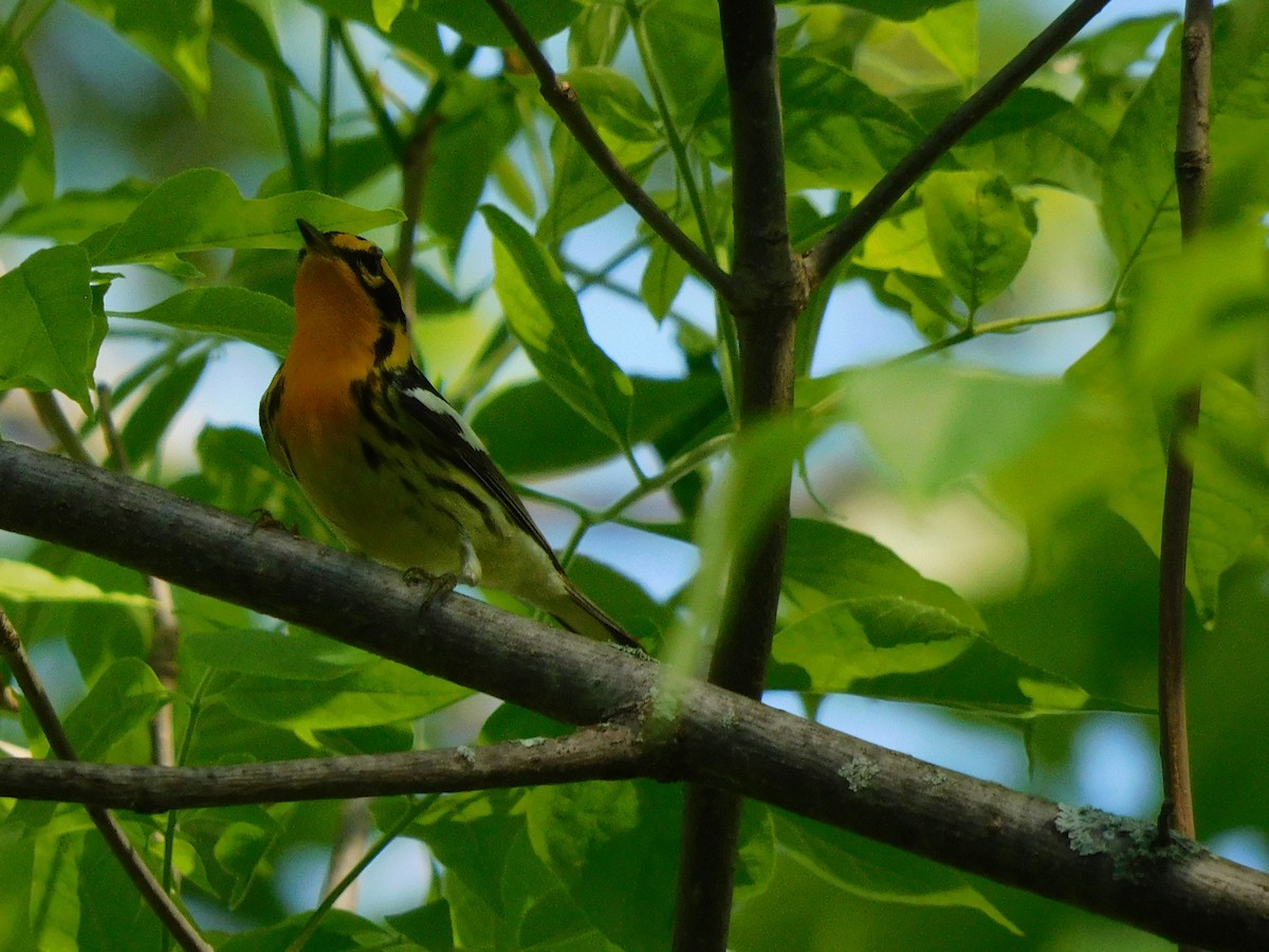 Blackburnian Warbler - Charles Chu