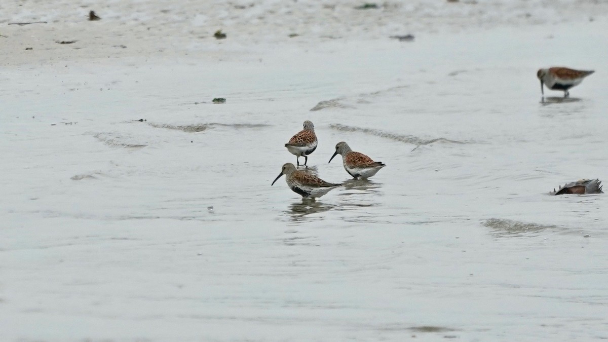 Dunlin - Indira Thirkannad