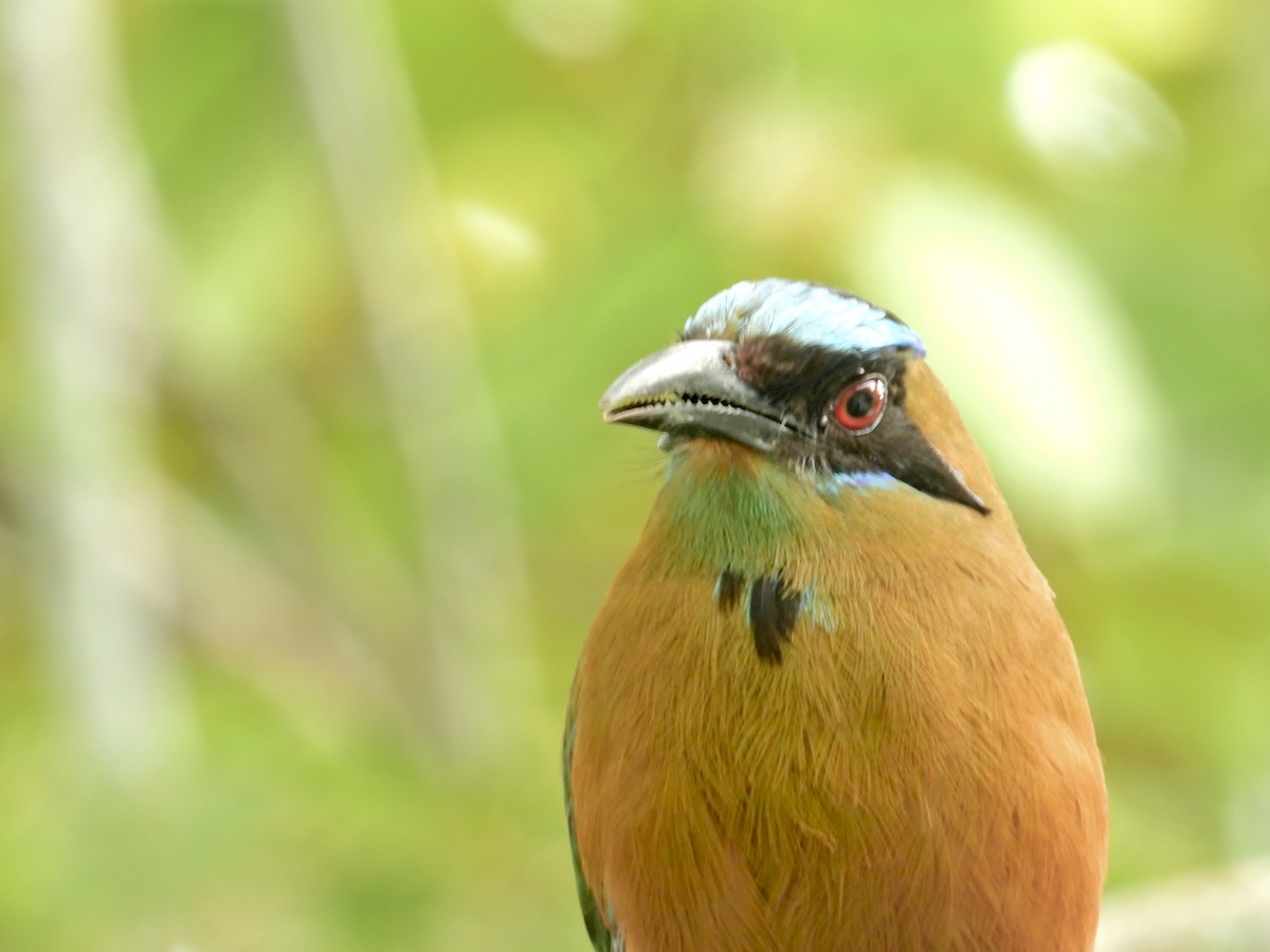 Whooping Motmot - Alejandra Pons