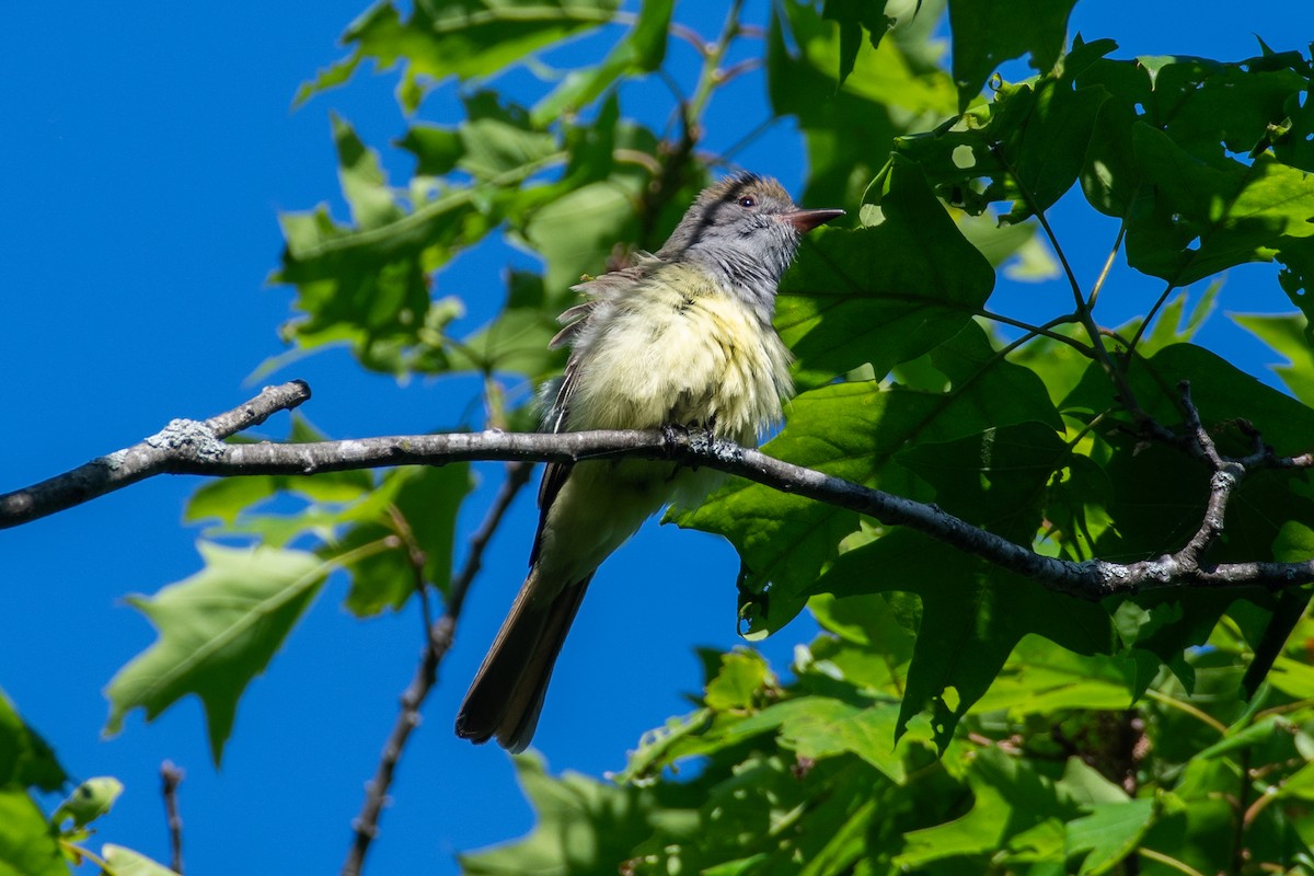 Great Crested Flycatcher - Cody Limber