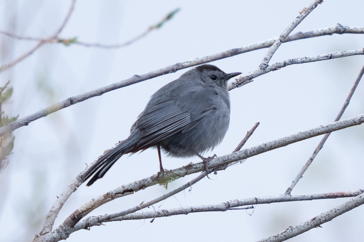 Gray Catbird - Justin Hofman