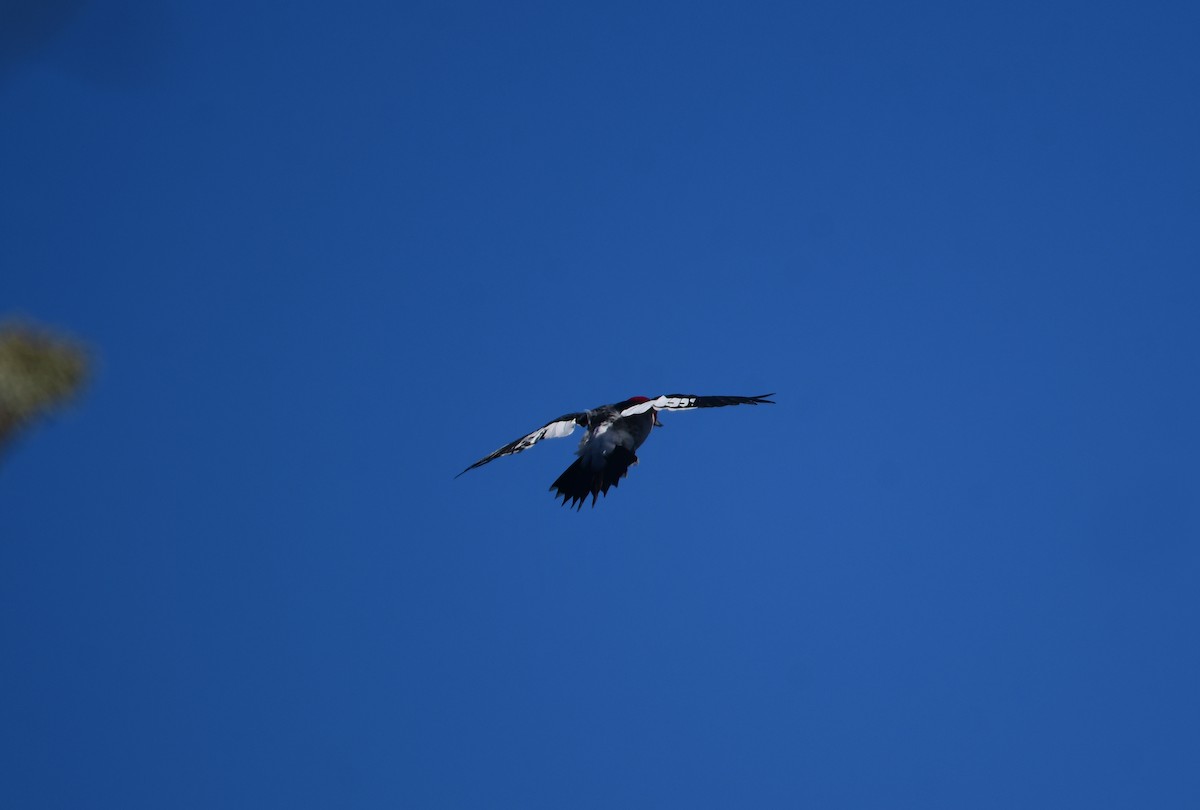 Red-headed Woodpecker - Chaiby Leiman