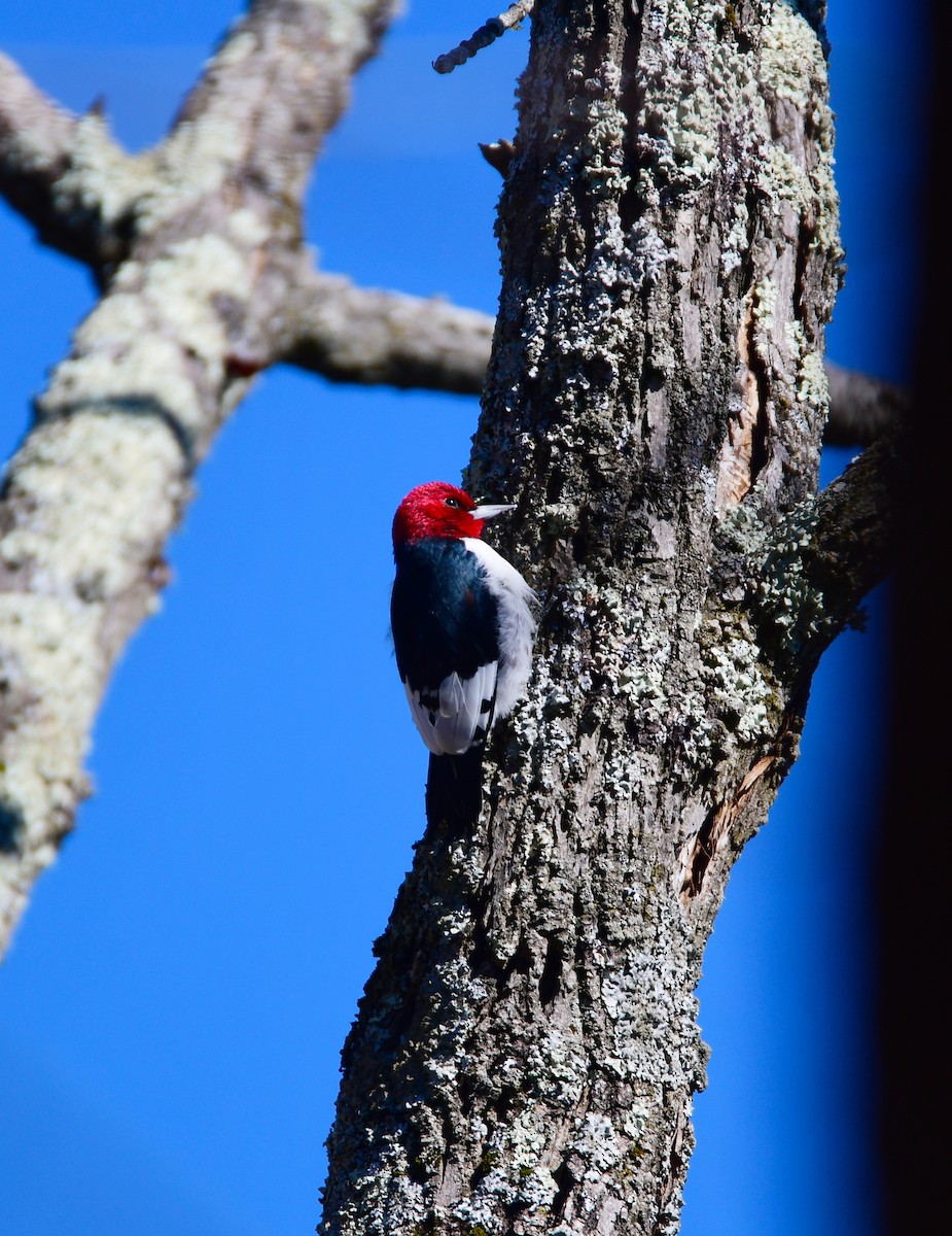 Red-headed Woodpecker - Chaiby Leiman