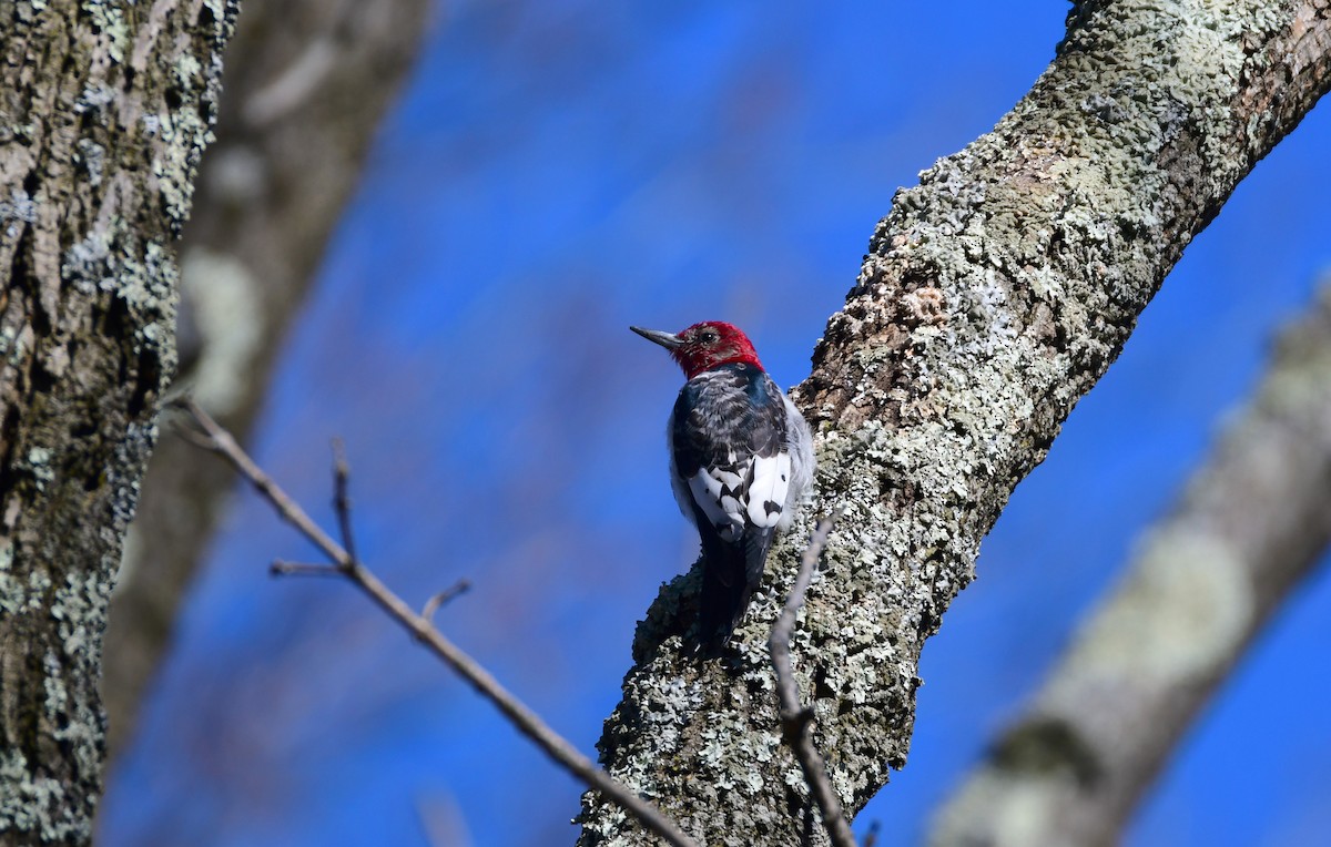 Red-headed Woodpecker - Chaiby Leiman