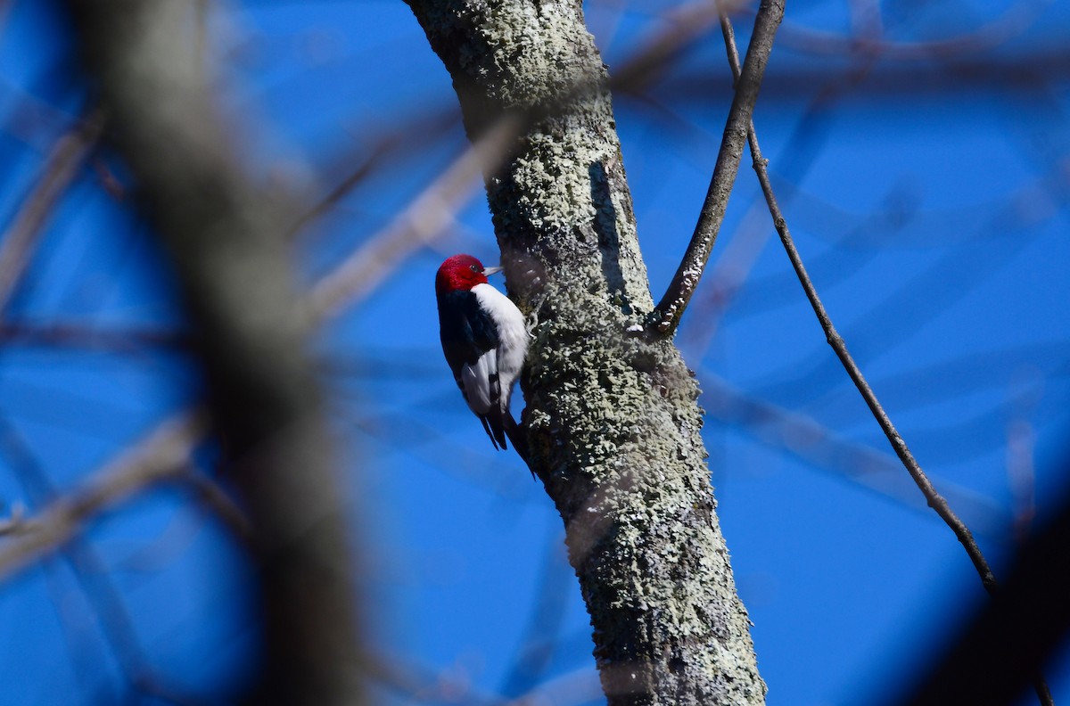 Red-headed Woodpecker - Chaiby Leiman