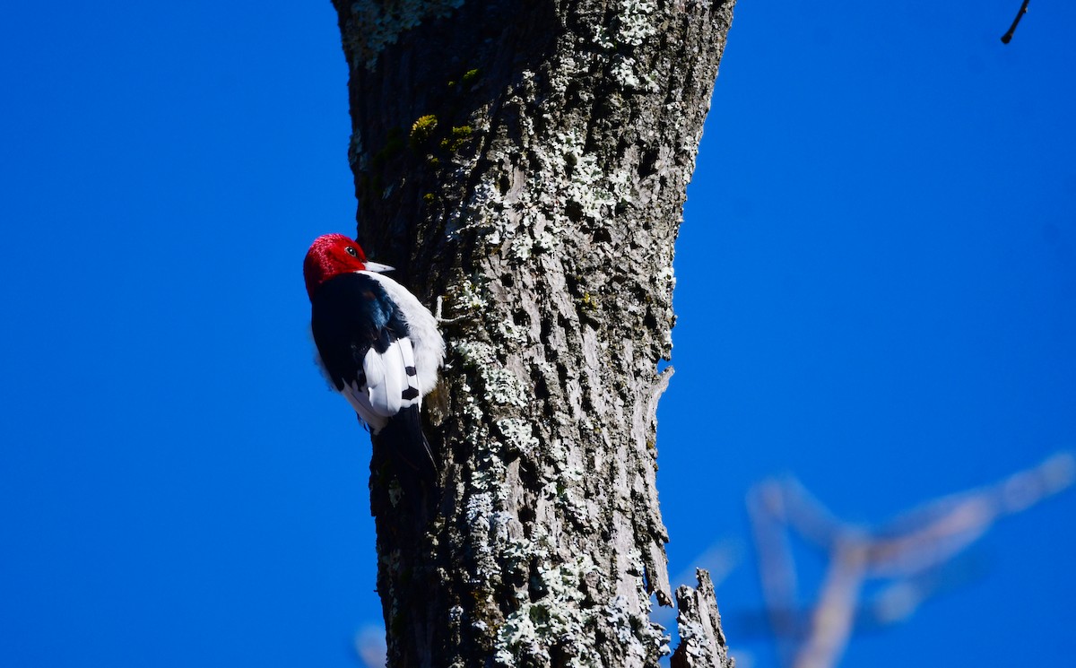 Red-headed Woodpecker - Chaiby Leiman
