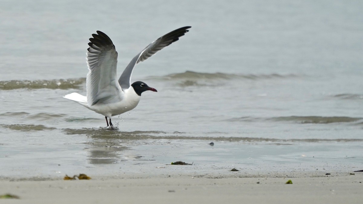 Laughing Gull - Indira Thirkannad