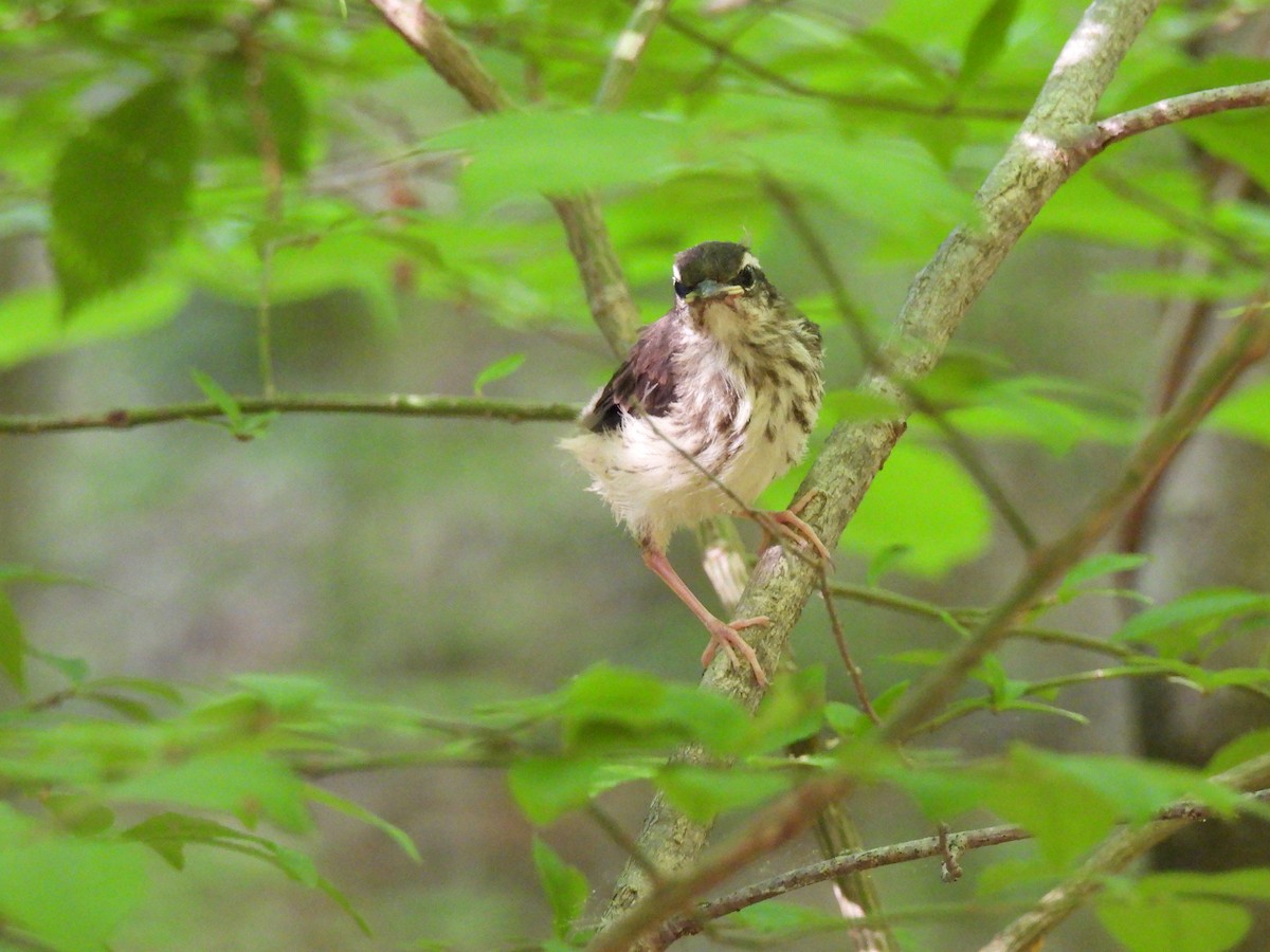 Louisiana Waterthrush - Irene Cody