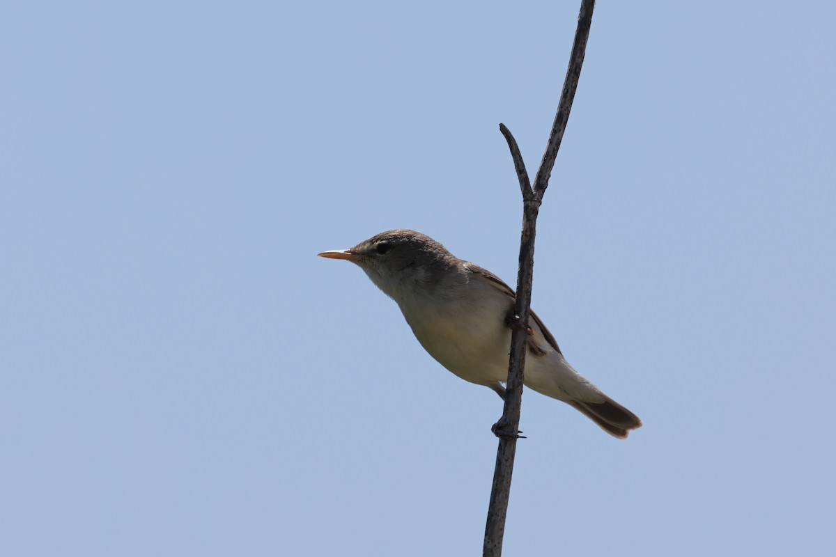 Eastern Olivaceous Warbler - Ian Thompson