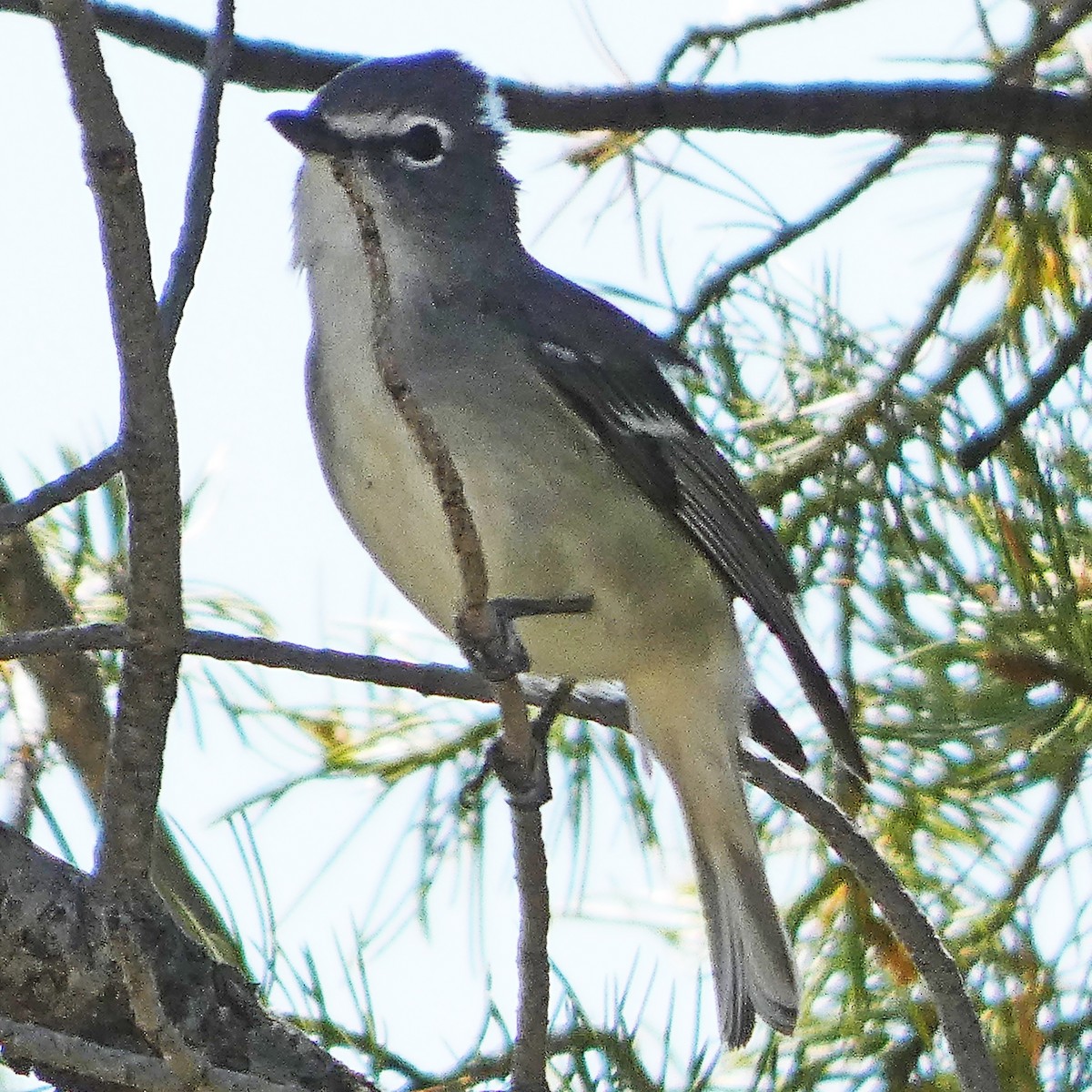 Plumbeous Vireo - C Fred Zeillemaker