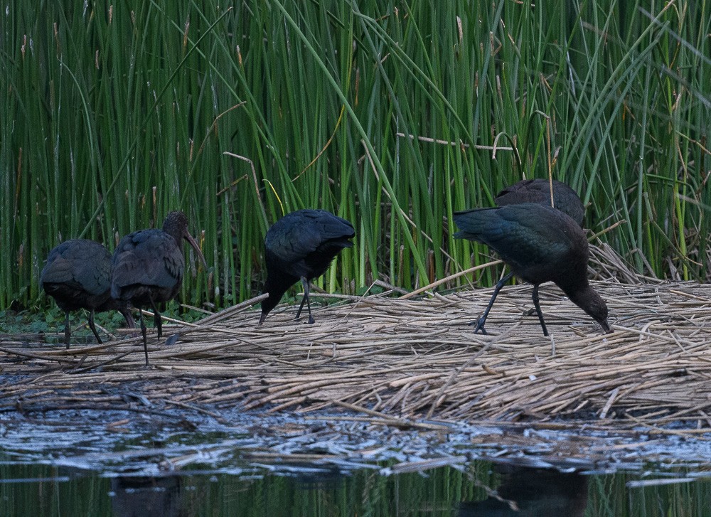 Puna Ibis - Jose-Miguel Ponciano