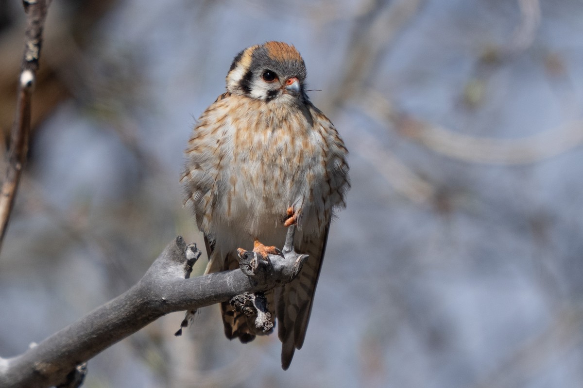 American Kestrel - Justin Hofman