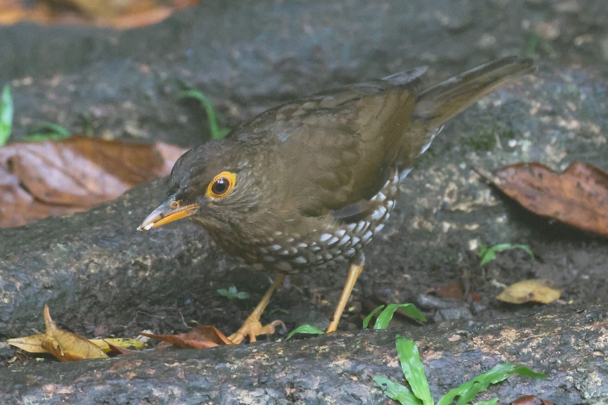 Forest Thrush - Pam Rasmussen