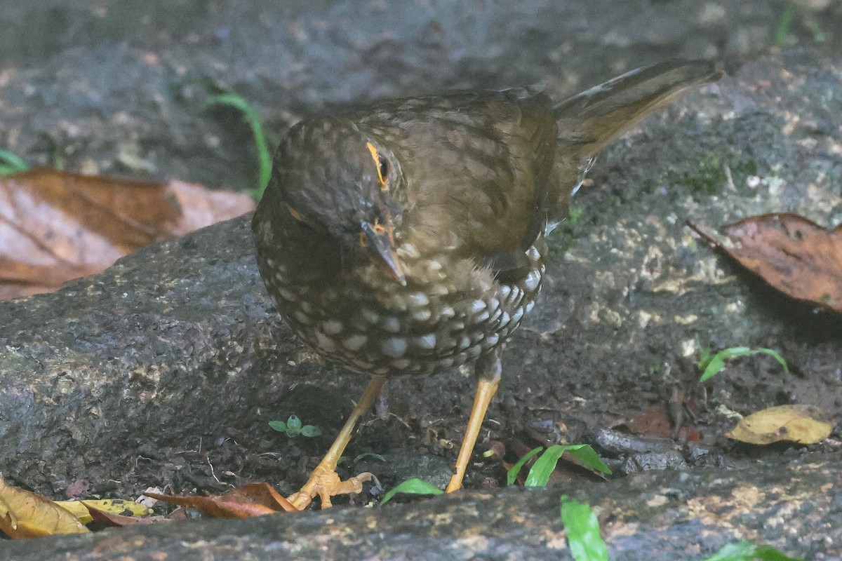 Forest Thrush - Pam Rasmussen