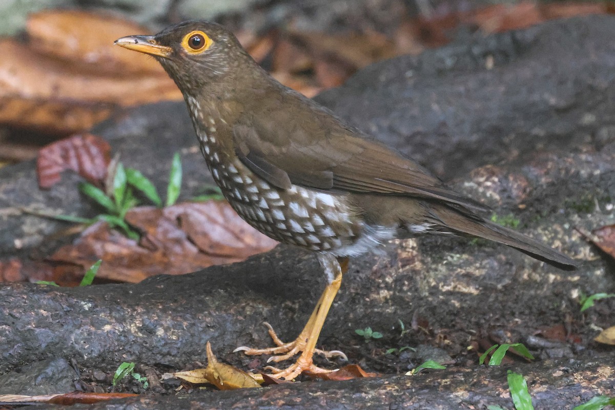 Forest Thrush - Pam Rasmussen