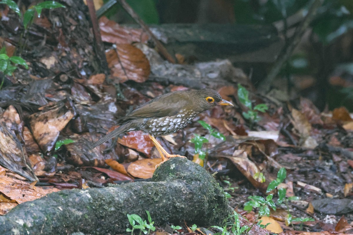 Forest Thrush - Pam Rasmussen