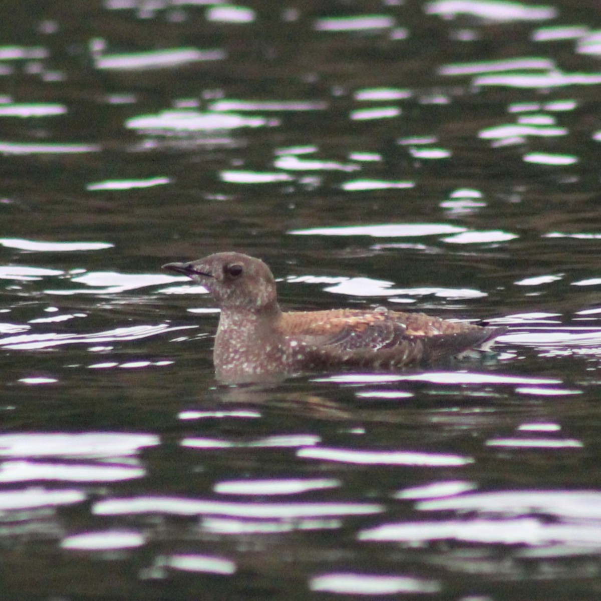 Marbled Murrelet - ML619468307