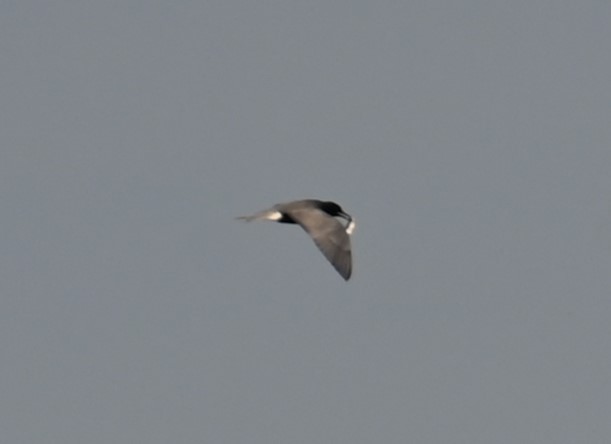 Black Tern - Nicolle and H-Boon Lee