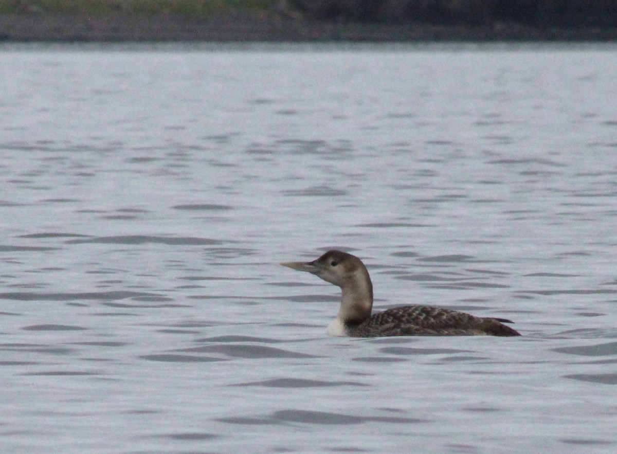 Yellow-billed Loon - Cindy  Mom