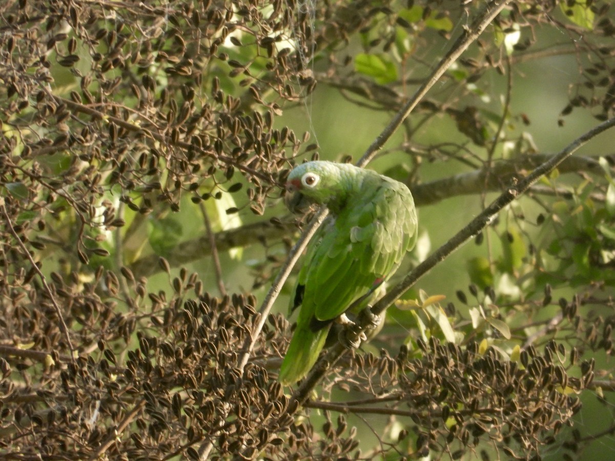 Red-lored Parrot - Alejandra Pons