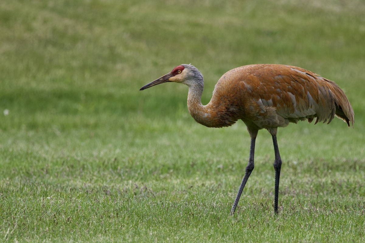 Sandhill Crane - Steve Bielamowicz