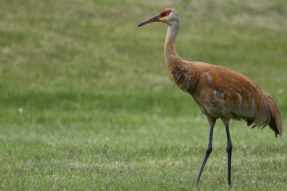 Sandhill Crane - Steve Bielamowicz